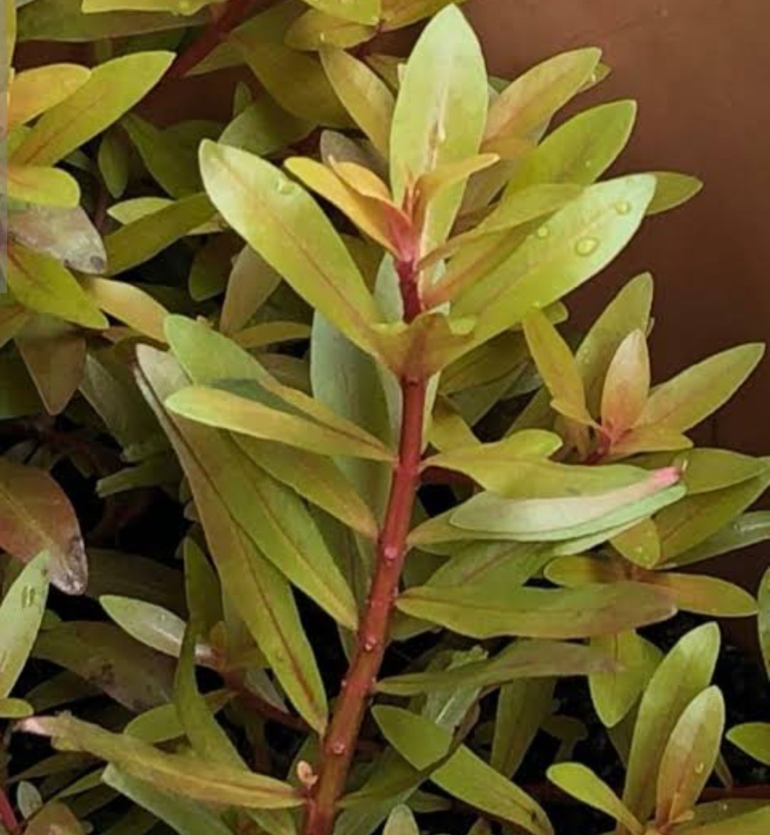 Ammannia pedicellata golden ( 3 stems) - Image 2