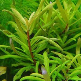 Ammannia pedicellata golden ( 3 stems)