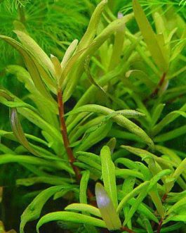 Ammannia pedicellata golden ( 3 stems)