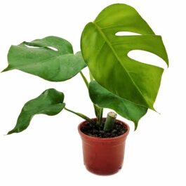 Monstera borsigiana ( Single plant )