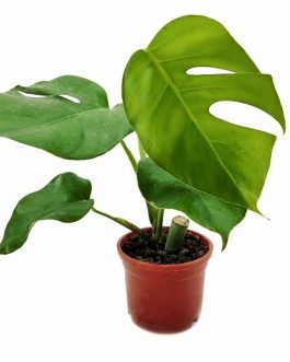Monstera borsigiana ( Single plant )