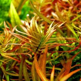 Ludwigia brevipes (6 stems)