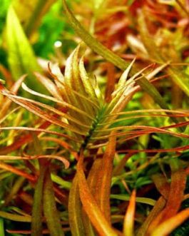 Ludwigia brevipes (6 stems)