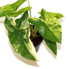 Syngonium aurea varigated ( single plant)