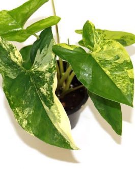 Syngonium aurea varigated ( single plant)