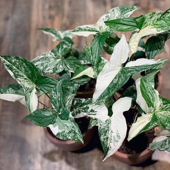Syngonium albo variegated (Single plant)