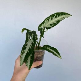 Syngonium silver goose foot ( single plant)