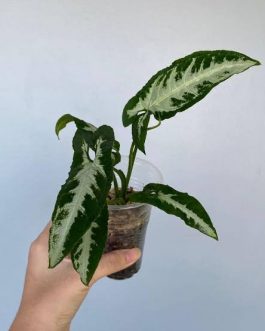 Syngonium silver goose foot ( single plant)