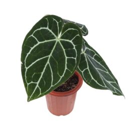 Anthurium crystallinium (single plant)