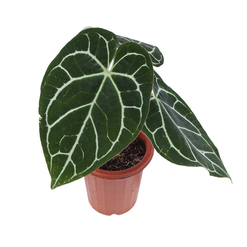 Anthurium crystallinium (single plant)