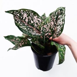 Aglaonema pink dalmatian ( Single plant)