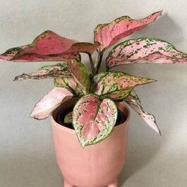 Aglaonema pink valentine ( Single plant)