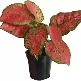 Aglaonema red valentine ( Single plant)