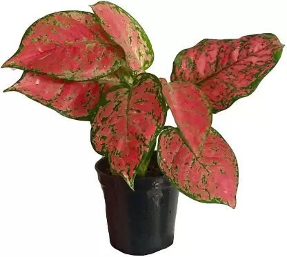 Aglaonema red valentine ( Single plant)