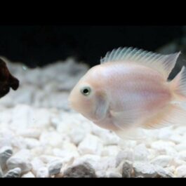 Polar White parrot ( 4 pieces)