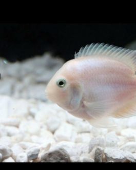 Polar White parrot ( 4 pieces)