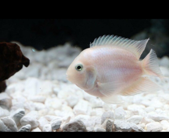 Polar White parrot ( 4 pieces)