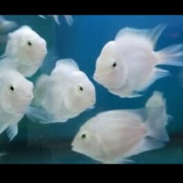 Polar White parrot ( 4 pieces)