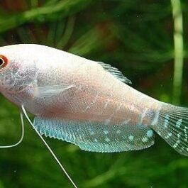 Platinum white gourami ( 4 fishes)