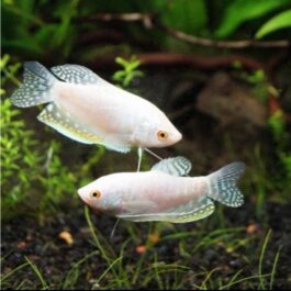 Platinum white gourami ( 4 fishes)