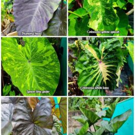Colocasia combo ( 6 plants)