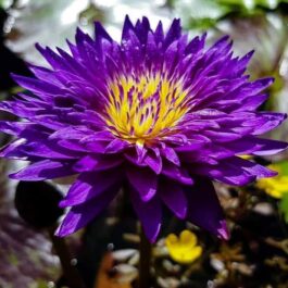 Moradabay waterlily (plant /tuber)