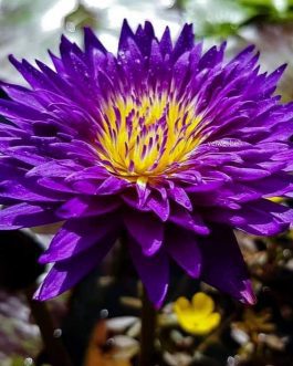 Moradabay waterlily (plant /tuber)