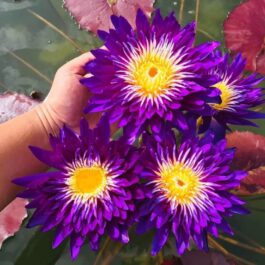 Gallexi waterlilly ( plant/tuber)