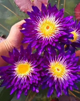 Gallexi waterlilly ( plant/tuber)