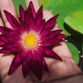 Subsamoon exotic waterlily (plant /Tuber)
