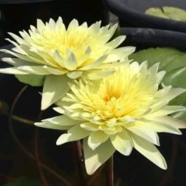 Yellow korakot exotic waterlily (plant/Tuber)