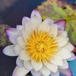 Anukoon exotic waterlily (Plant/Tuber)