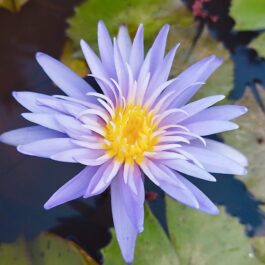 Alexis waterlily ( plant / Tuber)