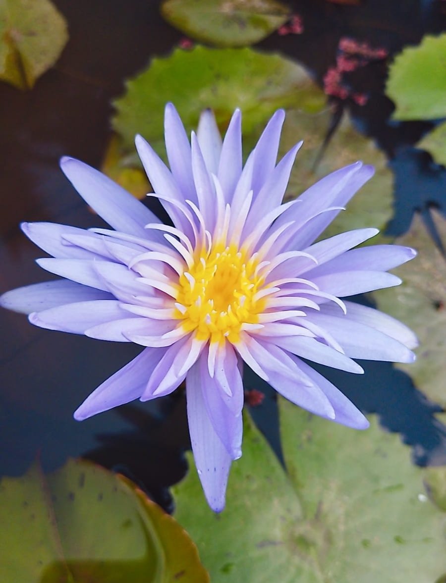 Alexis waterlily ( plant / Tuber)