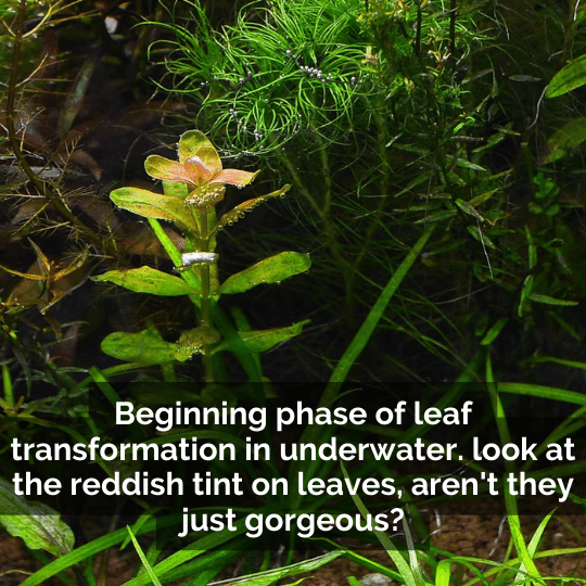 Ammania Sp Sulawesi (large pot) - Image 3