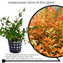 Ammania Sp Sulawesi (large pot)