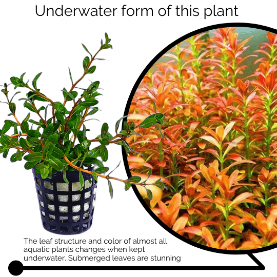 Ammania Sp Sulawesi (large pot) - Image 2