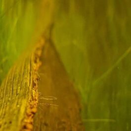 Coconut flower husk ( single piece)