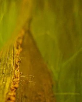 Coconut flower husk ( single piece)