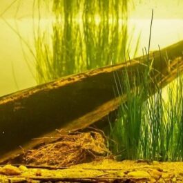 Coconut flower husk ( single piece)