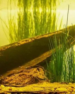 Coconut flower husk ( single piece)