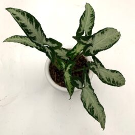Syngonium silver goose foot ( single plant)
