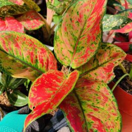 Agalonema heng heng ( Large single plant)