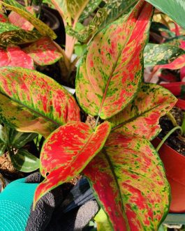 Agalonema heng heng ( Large single plant)