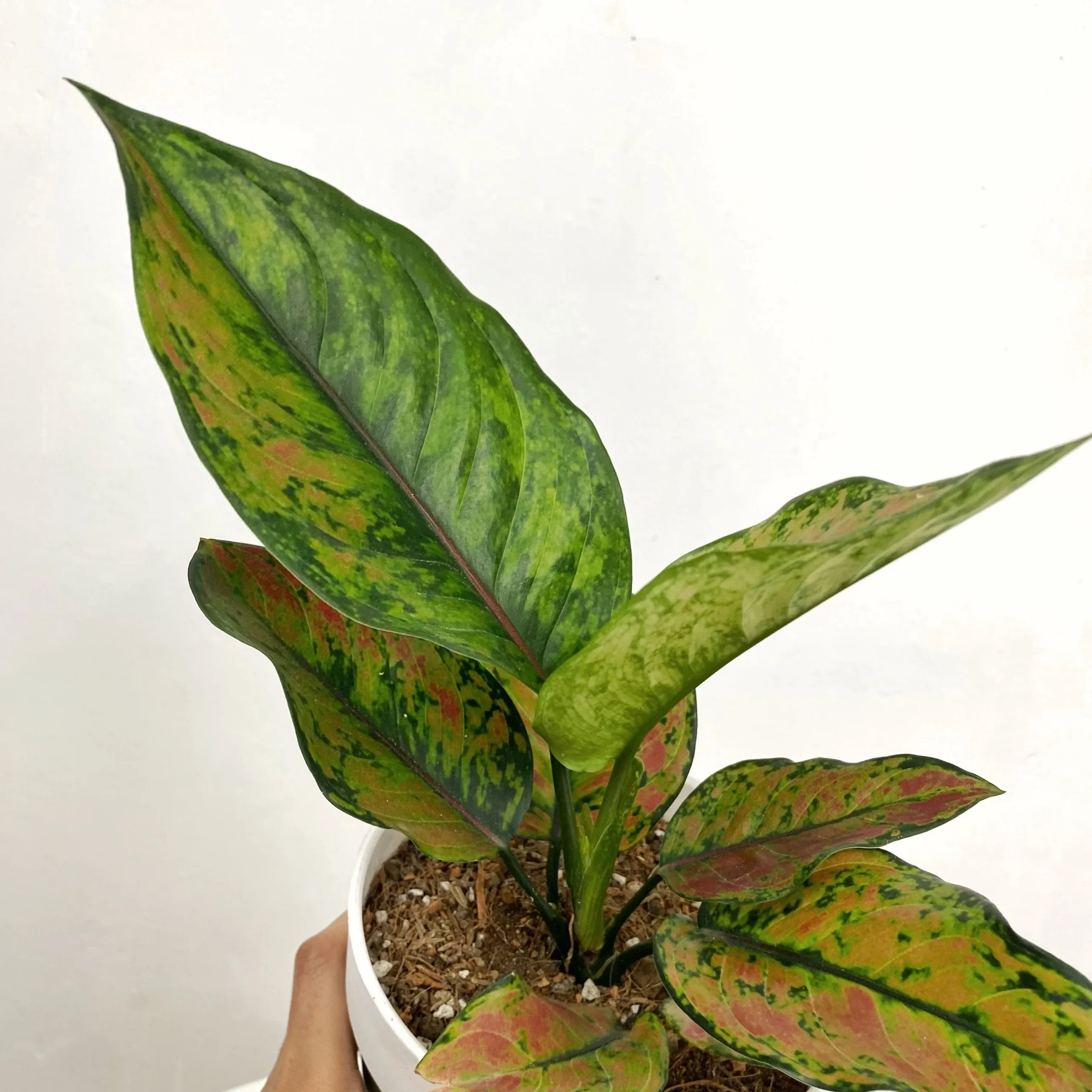 Agalonema heng heng ( Large single plant) - Image 3