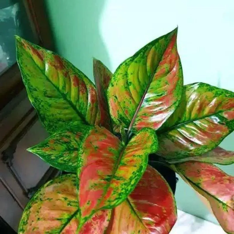 Agalonema heng heng ( Large single plant) - Image 4