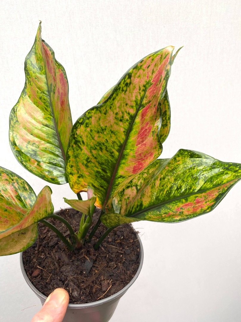 Agalonema heng heng ( Large single plant) - Image 5