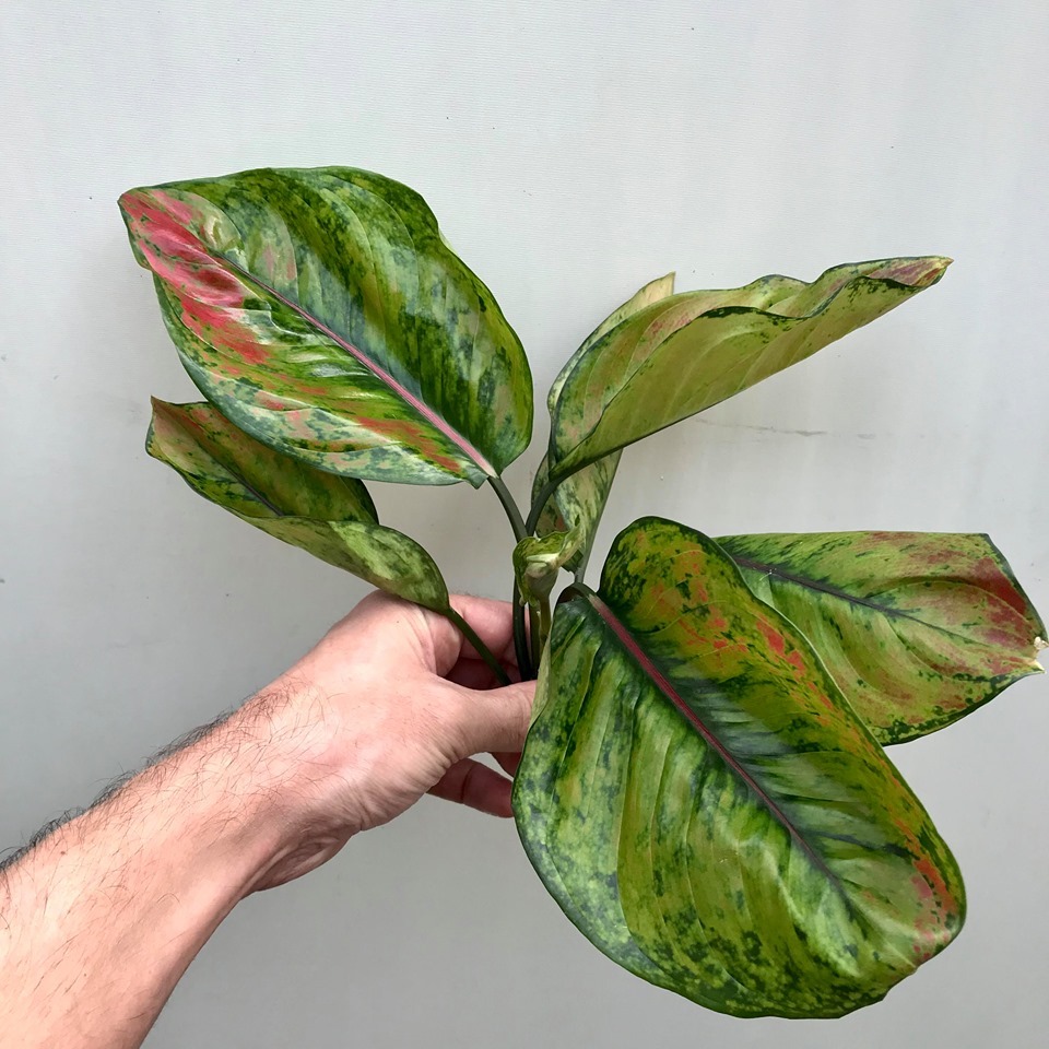 Agalonema heng heng ( Large single plant) - Image 6