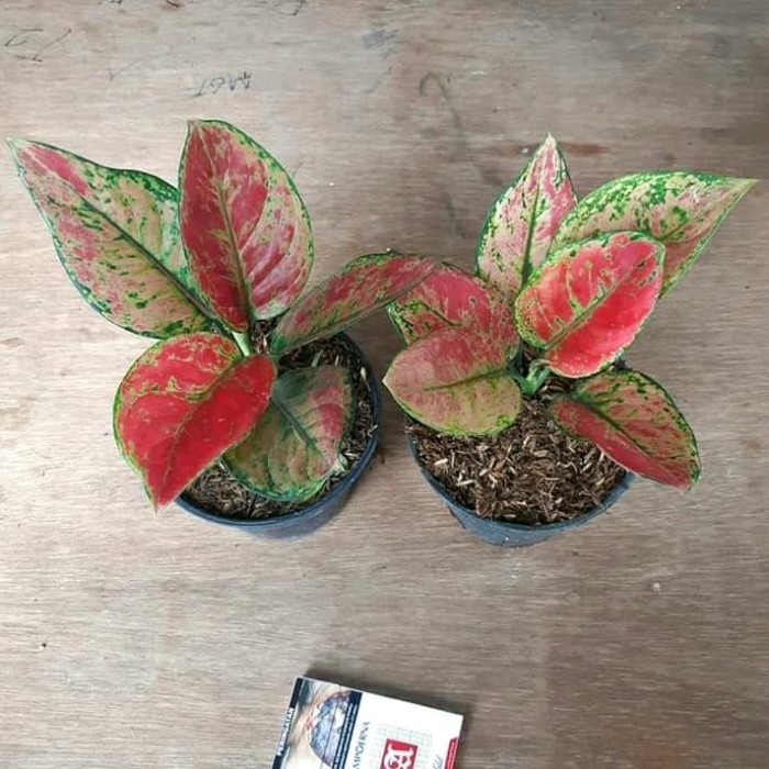 Agalonema heng heng ( Large single plant) - Image 8