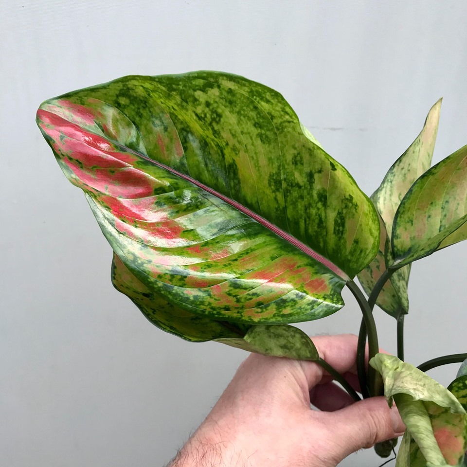 Agalonema heng heng ( Large single plant) - Image 9